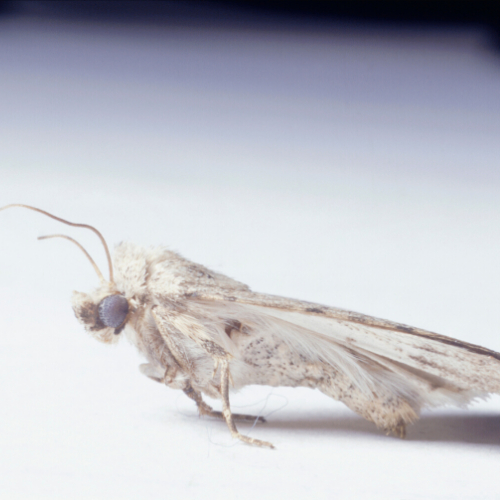 carpet Moth control Cwmbran