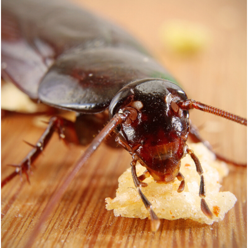 cockroach Control Caldicot