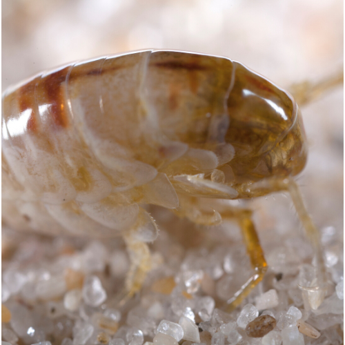 flea control South Wales