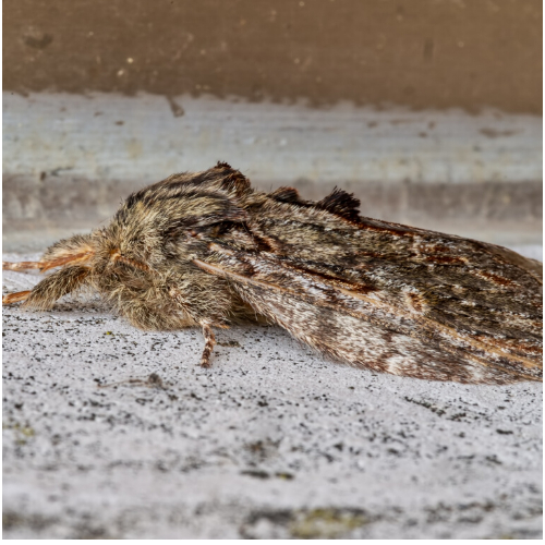 Moth Control South Wales