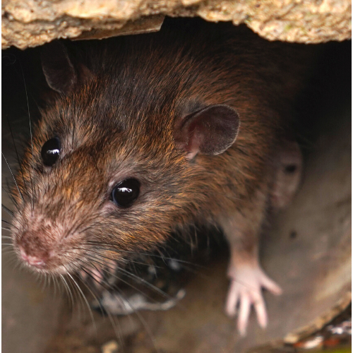 rat control Monmouth