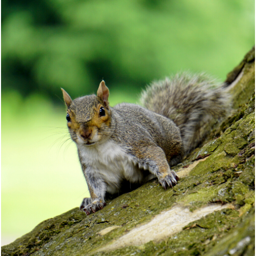Squirrel Control South Wales